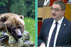 Il Governo Meloni non impugna la legge "ammazza orsi" del leghista Fugatti: libertà di strage in Trentino
