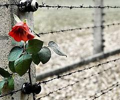 Shoah e scuola. Scalfi (Ist. Veronesi): «La memoria ci distingue dagli animali. Portare la sensibilizzazione nelle scuole»