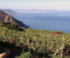 Dalla Regione Calabria un milione di euro per il vino