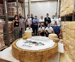 Il "Gigante del Cedrino" sardo si aggiudica il primato di pecorino più grande del mondo