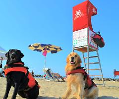 Botch, Ariel, Eva, Maggy e Thor: ecco i cani bagnino che sorvegliano le nostre vacanze al mare