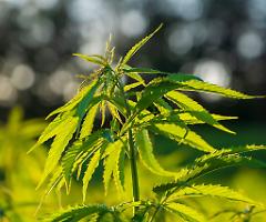 Cannabis light legale: un business sostenibile e ricco di opportunità