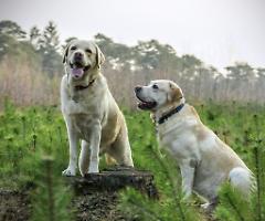 La displasia dell’anca nei cani: cause, sintomi e rimedi