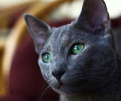 Follia sanzioni, i gatti russi non potranno più partecipare a competizioni internazionali
