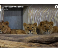 La Polonia accoglie anche gli animali dallo zoo di Kiev e Odessa

