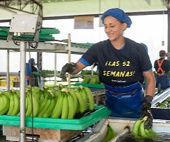 Banane, garofani e geopolitica: la Russia mette il veto sull'Ecuador