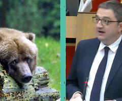 Il Governo Meloni non impugna la legge "ammazza orsi" del leghista Fugatti: libertà di strage in Trentino