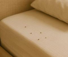 Cimici dei letti: perché possono diventare un rischio per la salute