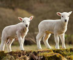 La fase critica dell'allevamento ovino: alimentazione e sviluppo nei primi mesi di vita