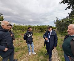 Maltempo nel Metapontino, Cicala sul posto: &ldquo;Attivati tutti gli strumenti per aiutare le aziende&rdquo;