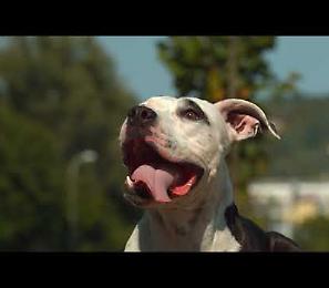 A difesa degli animali, non solo nella giornata mondiale dei loro diritti. La battaglia di Enpa