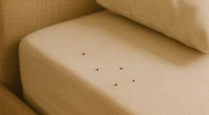 Cimici dei letti: perché possono diventare un rischio per la salute