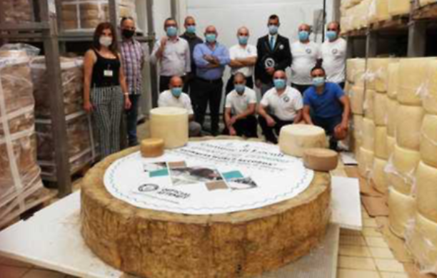 Il "Gigante del Cedrino" sardo si aggiudica il primato di pecorino più grande del mondo