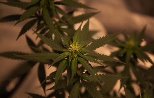 Fare impresa nel mondo della cannabis light: pro e contro