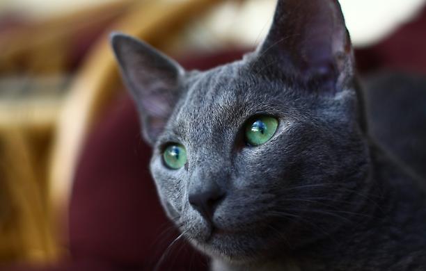 Follia sanzioni, i gatti russi non potranno più partecipare a competizioni internazionali