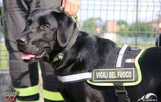 Da Amatrice a Rigopiano, da Genova alla Turchia, fiato a fiato con i colleghi umani: il premio agli angeli con la coda dei Vigili del Fuoco 