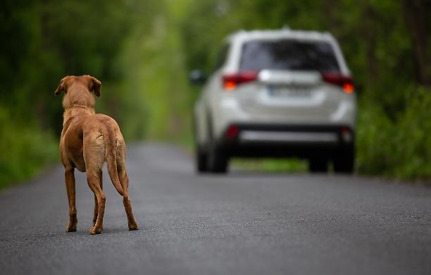 È la giornata mondiale dei cani e qualche animale continua ad abbandonarli