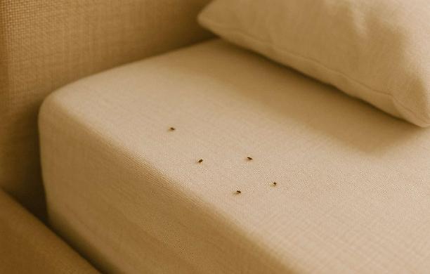 Cimici dei letti: perché possono diventare un rischio per la salute